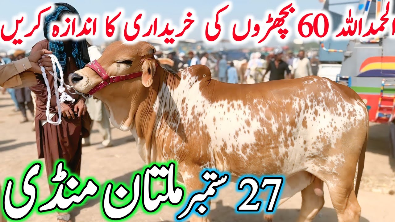 Today Multan Cow Mandi Fresh Latest Updates | Cholistani Sahiwal Bachre | Multan Janwar Mandi 2025🔥
