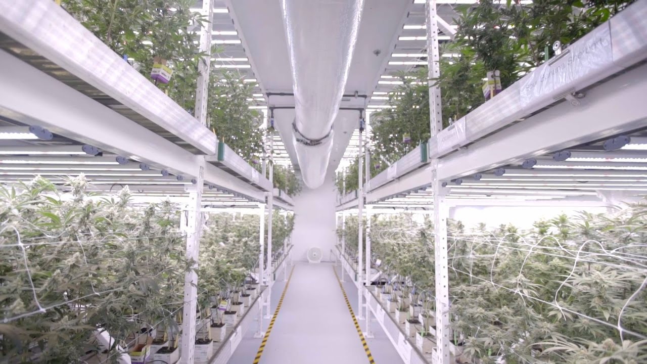 Fluence Innovator | Vertical LED Grow Light Cannabis Farm At MedMen