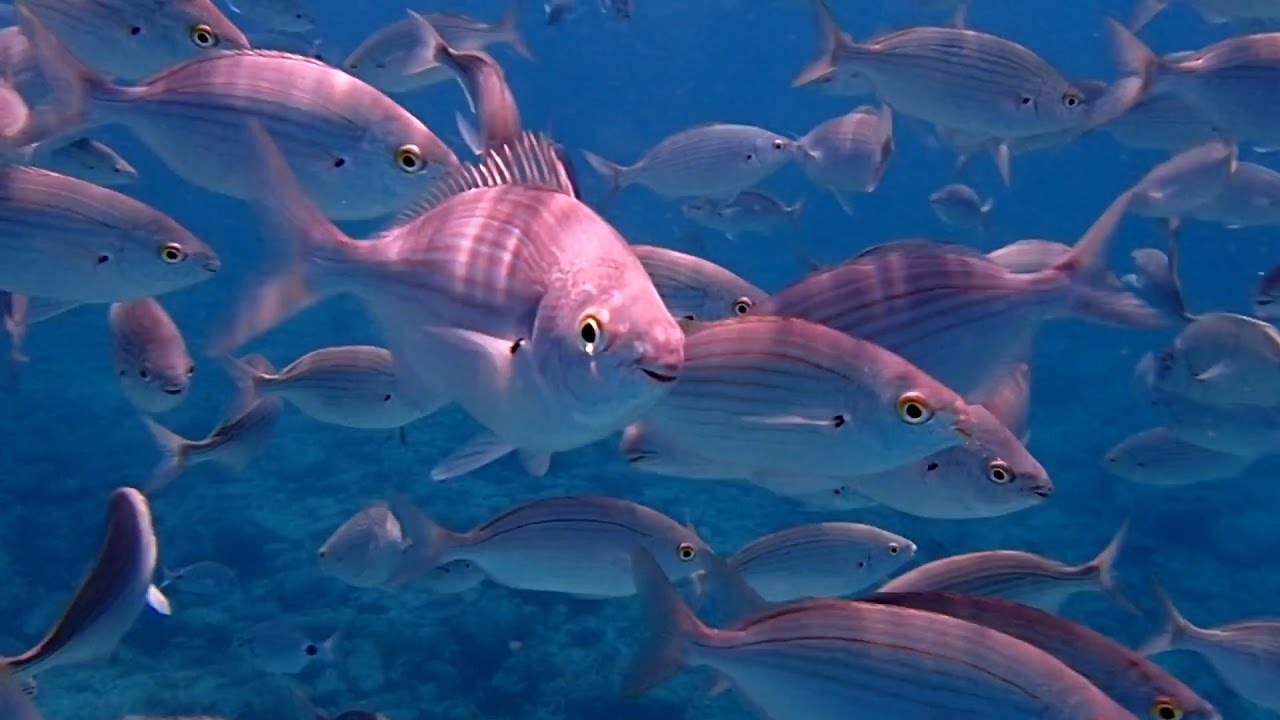 Snorkeling Fuerteventura Lobos