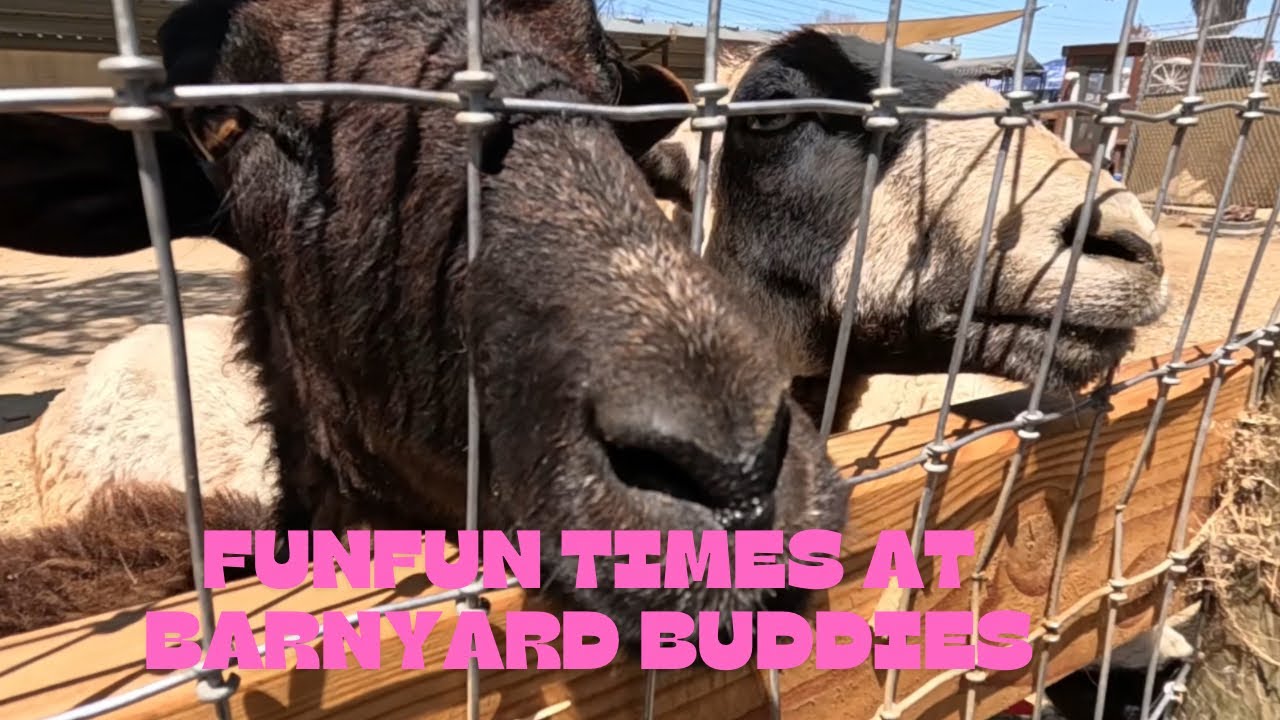 Join Us For An Animal Adventure At Barnyard Buddies In Lakewood, CA!!!