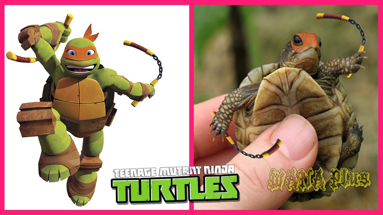 🐢 Teenage Mutant Ninja Turtles In Real Life 💥 All Characters 👉@WANAPlus