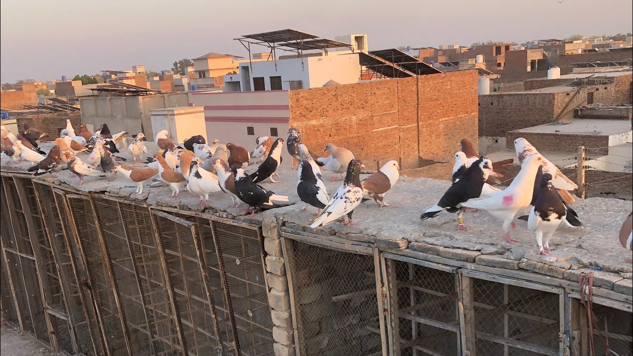 Aj kch Mosam acha hai kabootar be fet hai 🕊️👍😉aj ka vlog 