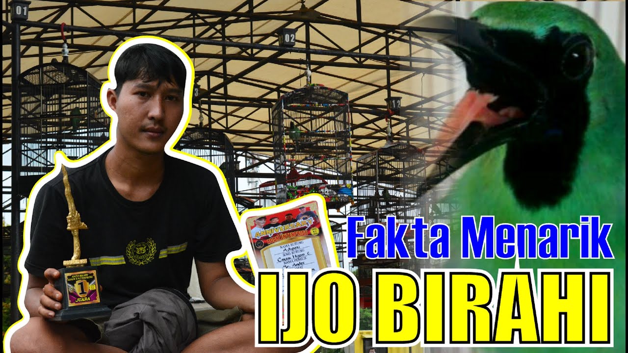 FAKTA MENARIK PRESTASI CUCAK IJO BIRAHI GEMBUNG MELET SETTINGAN RAWATAN CUCAK IJO BIRAHI By HoBi ID
