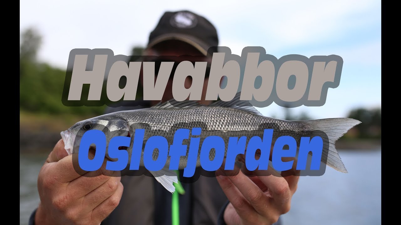 Havabbor i Oslofjorden (Seabass in Oslofjorden)