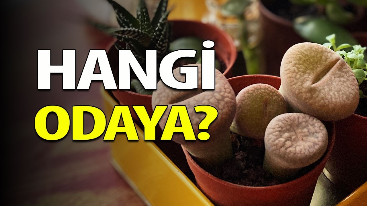 Hangi odaya hangi bitkiyi koymalıyız?  🌿  Bitkilerin ışık ihtiyacı