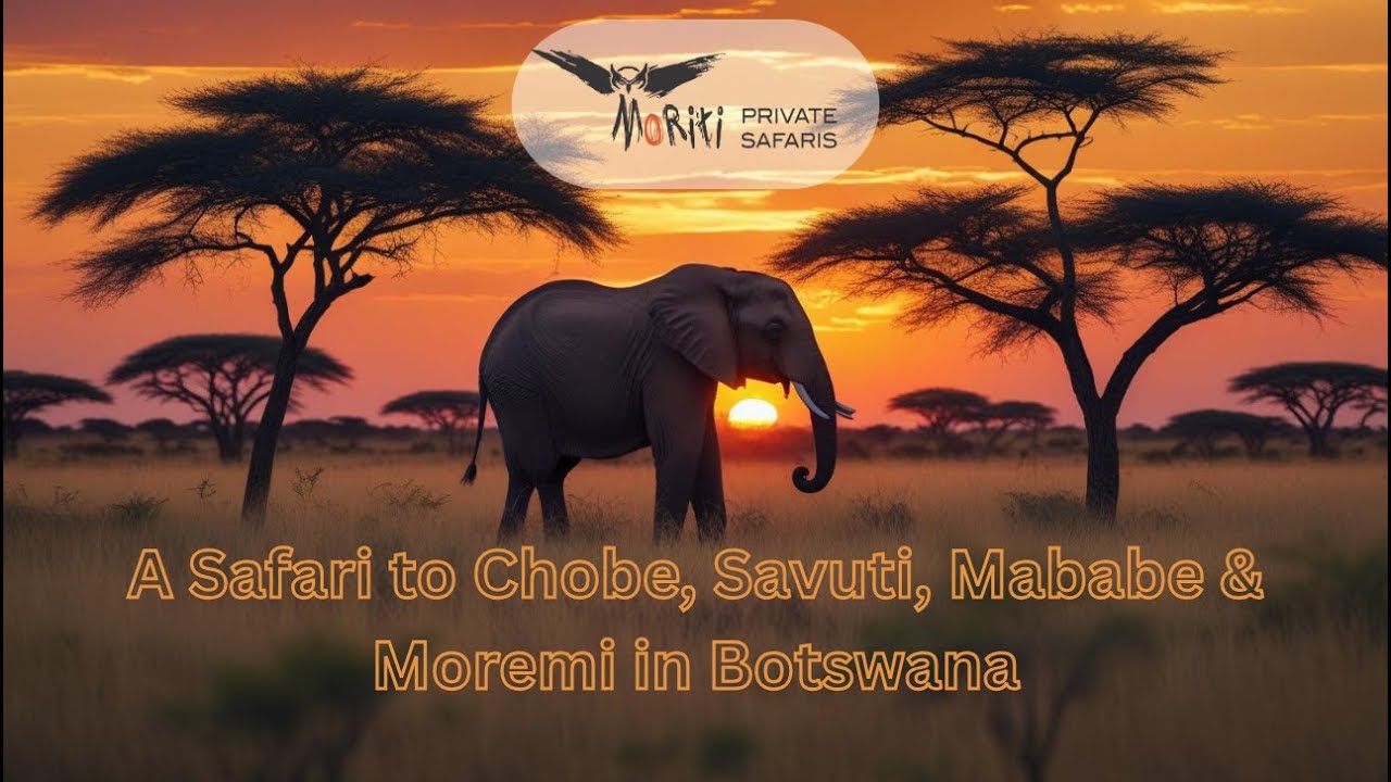 🐘 BOTSWANA GLAMPING SAFARI: Wild Adventures in Chobe, Savuti & Moremi