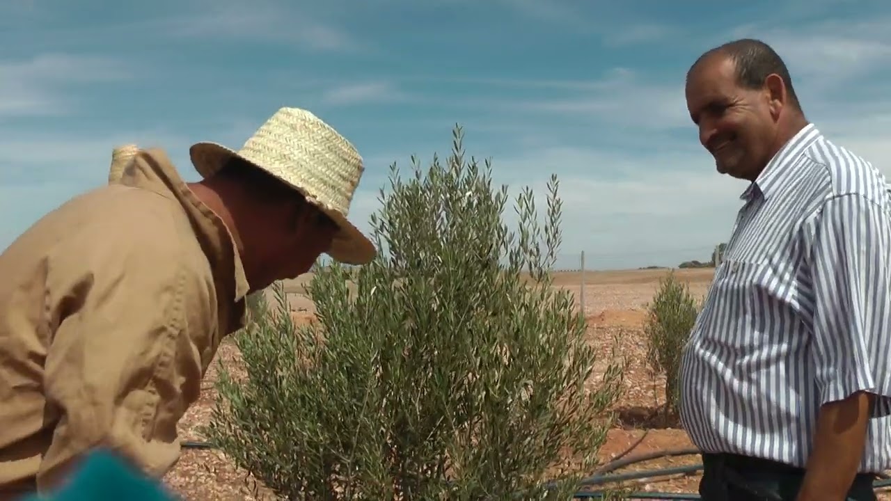 حذاري من تأخير تقليم أشجار الزيتون نموذج الحوزية صخور الرحامنة