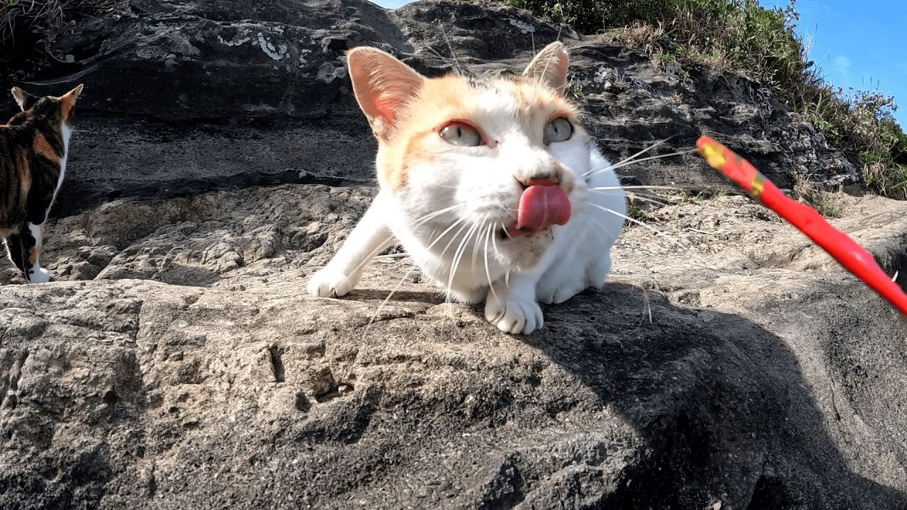 城ヶ島　「おやつ如きで釣られるか！」と気丈に振る舞おうとするも、誘惑には勝てずにコロッと態度を変えて食べる自分に正直な三毛猫ちゃん達
