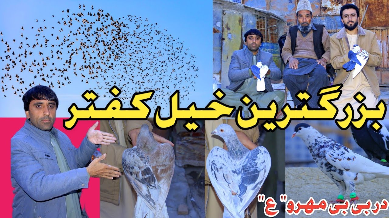 به هر کفتر دوچپ گفته نمی توانیم چرا/کهن سال ترین کفتر کابل،کفتر با ۲۵ سال عمر/Largest Pigeons group