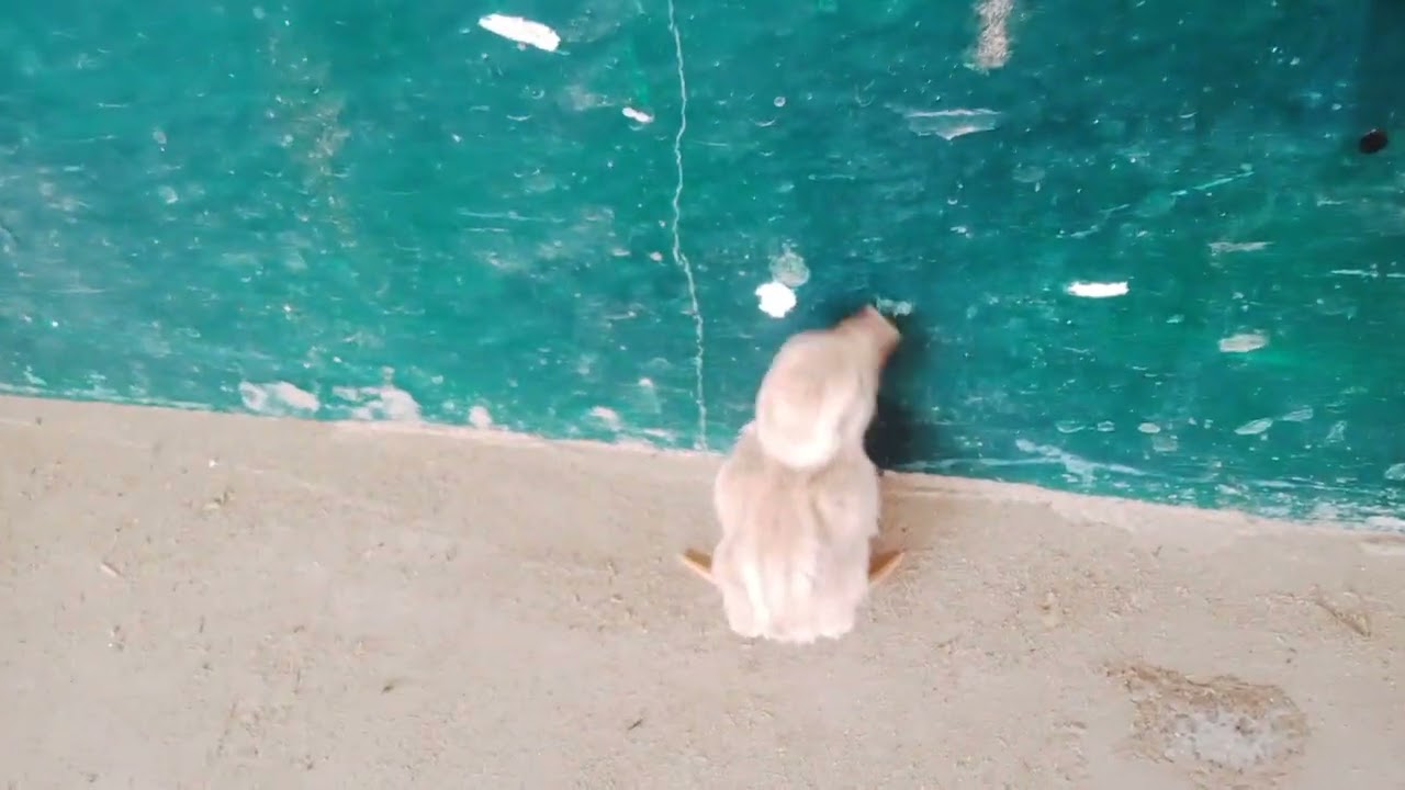 Mashallah boski teetar k bacha voice