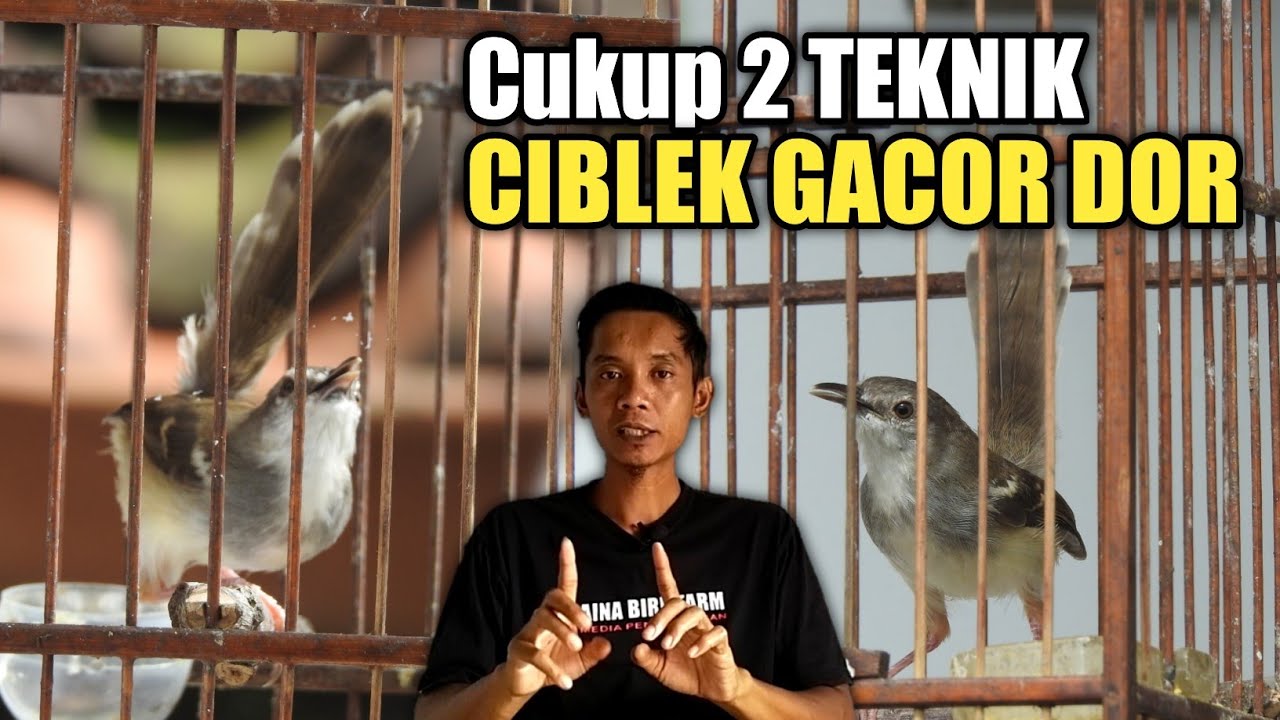 Cara menggacorkan CIBLEK yang tak kunjung GACOR sangat mudah