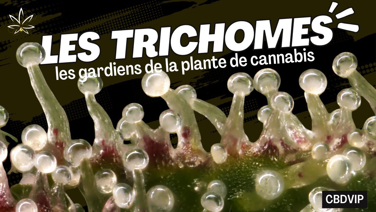 Trichomes: les gardiens de la plante de cannabis