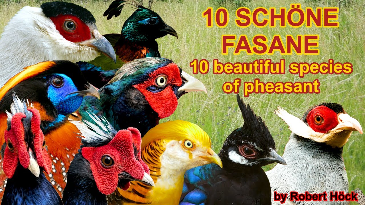 FASANE: 10 schöne Fasanenarten näher betrachtet: Godfasan, Ohrfasan, Pfaufasan, Glanzfasan, Tragopan