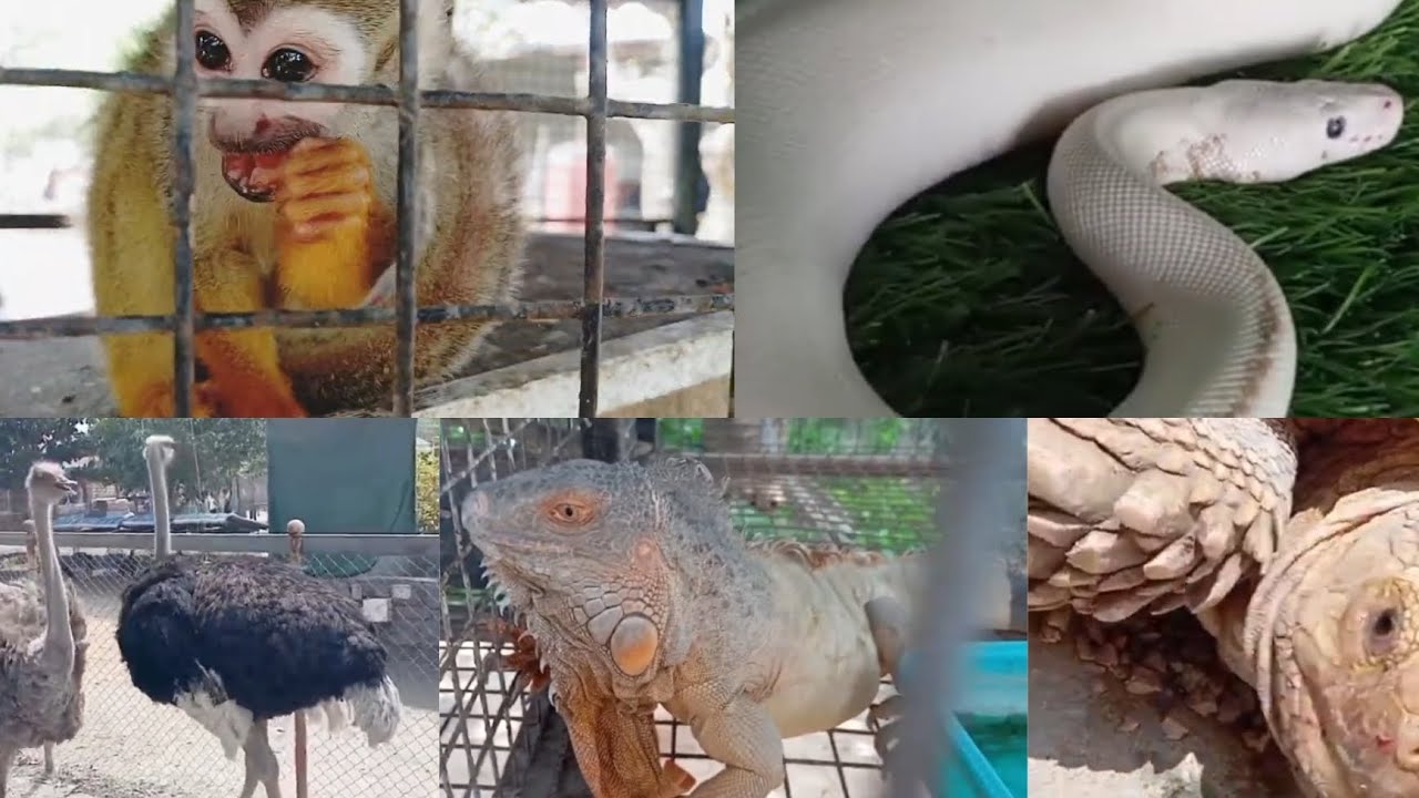 Ibrahim farm pudukkottai ostrich pigeon python #ibrahimfarm #animals #pigeons