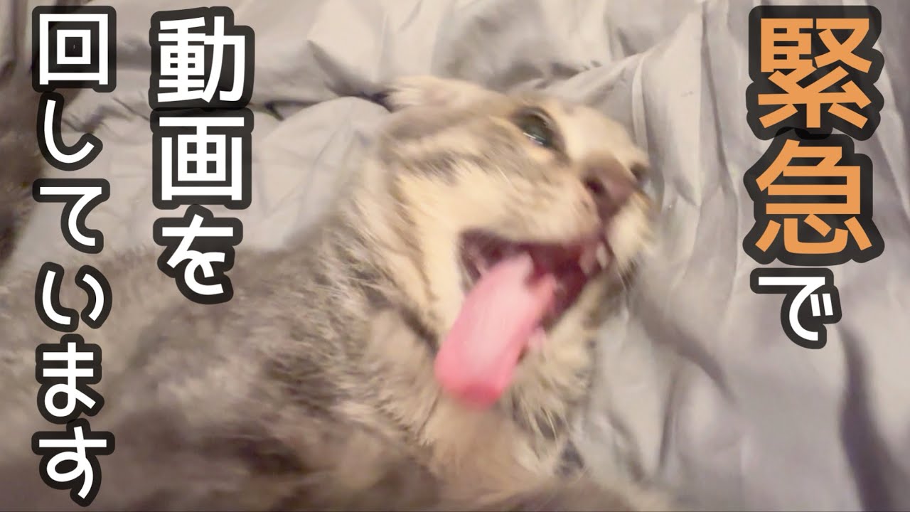 大変！🦷ジョーちゃん大丈夫！？🦷
