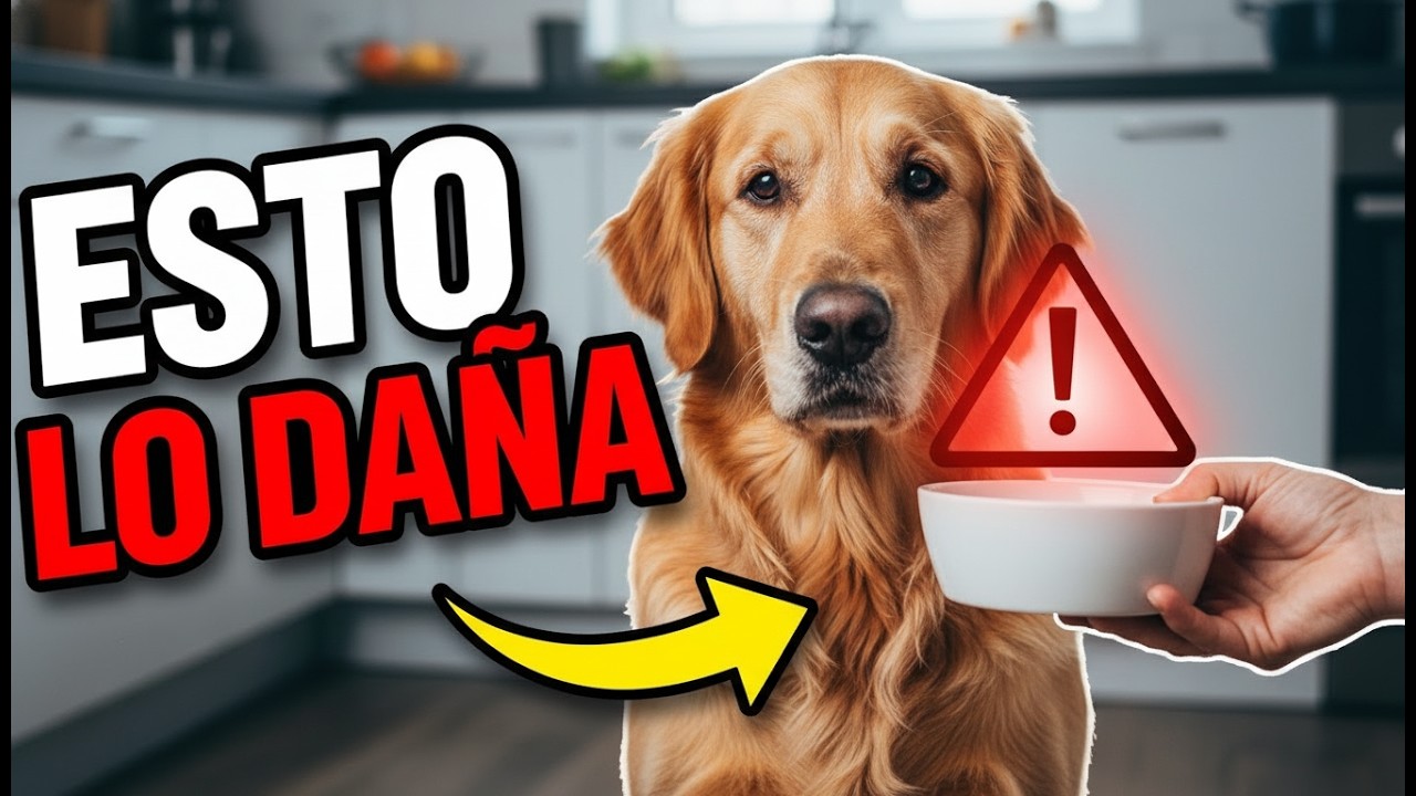 15 errores que están acortando la vida de tu perro (deja de hacer esto)