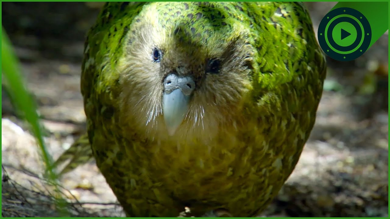 The Longest-Living Bird on Earth & Why It Can't Fly | Modern Dinosaurs