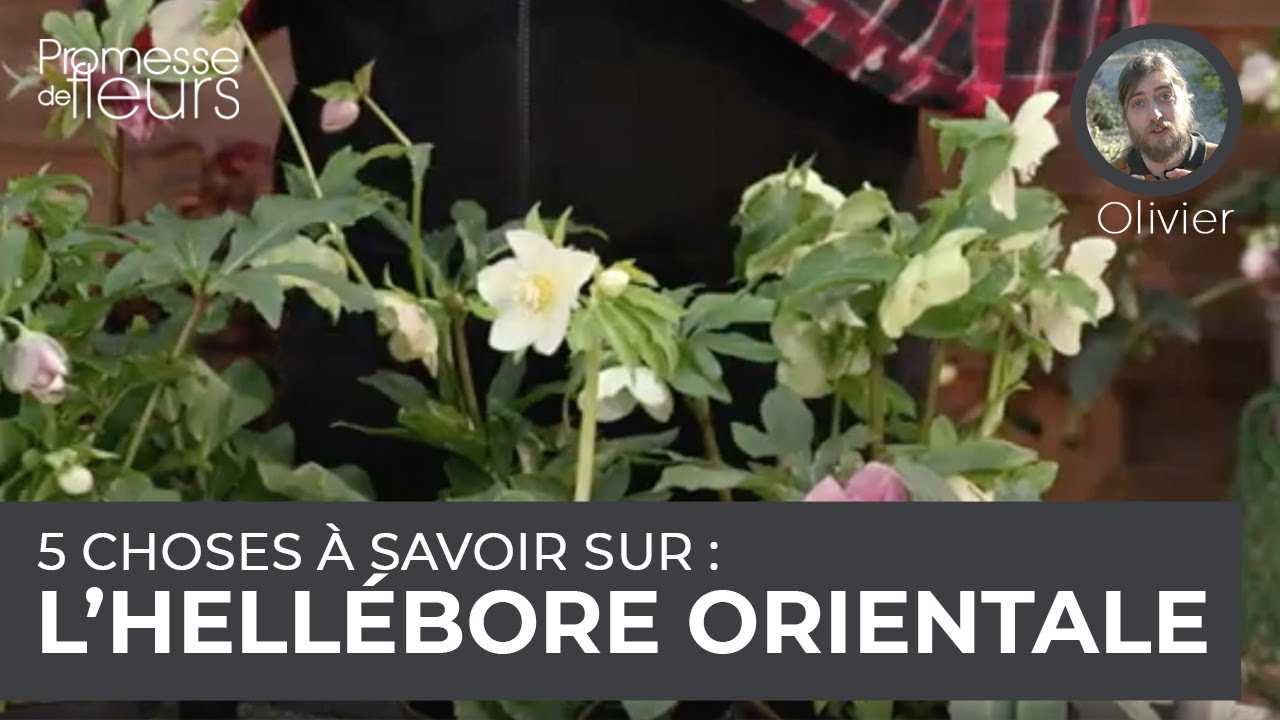 5 choses à savoir sur : l'hellébore orientale