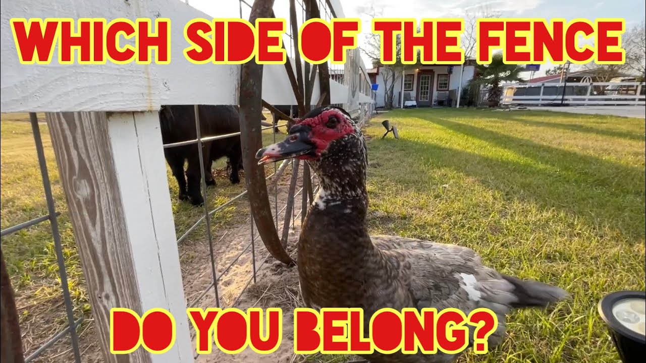 Which Side Of The Fence Do You Feel Most Welcome