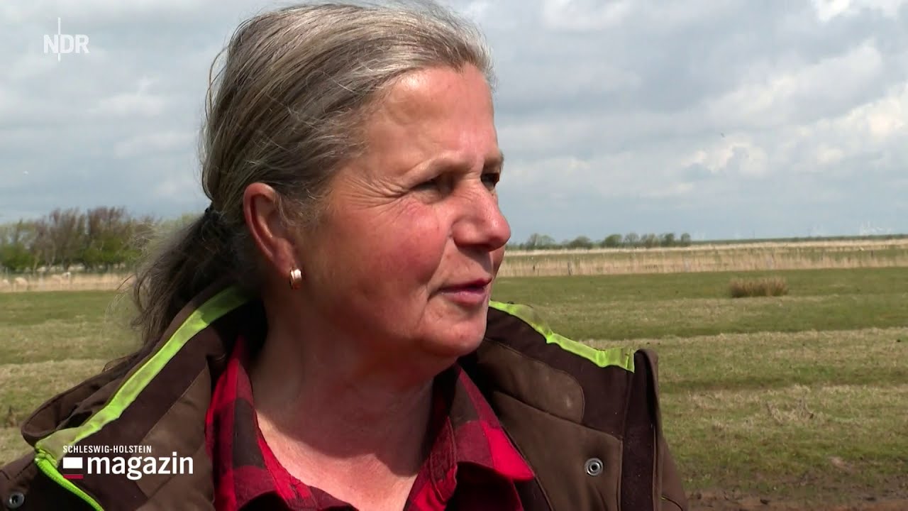 Föhr - eine Insel leidet unter der erdrückenden Gänseflut und ihren Hinterlassenschaften