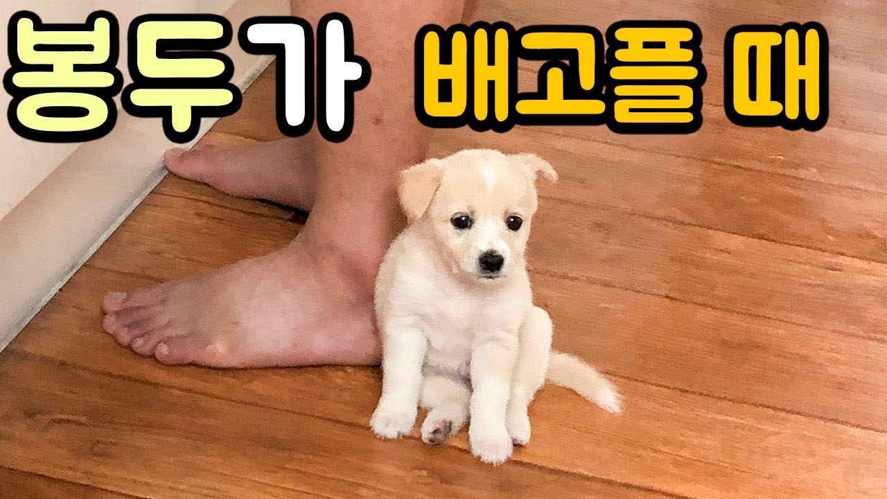 아기멍뭉이가 배고프면 생기는일 (배고프게해서 미안..) 봉두8화