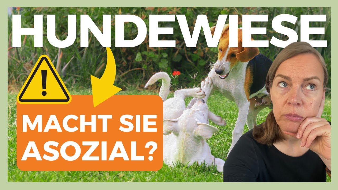 😵‍💫 HUNDEWIESE – SO SCHADET SIE DEM SOZIALVERHALTEN deines Hundes und BELASTET BEZIEHUNG & BINDUNG 💔