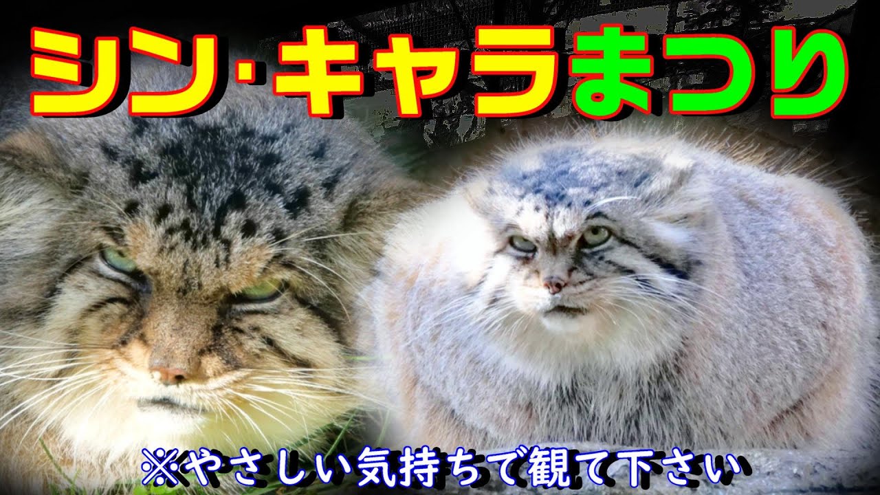 ボル＆ポリーのシン・キャラまつり☆