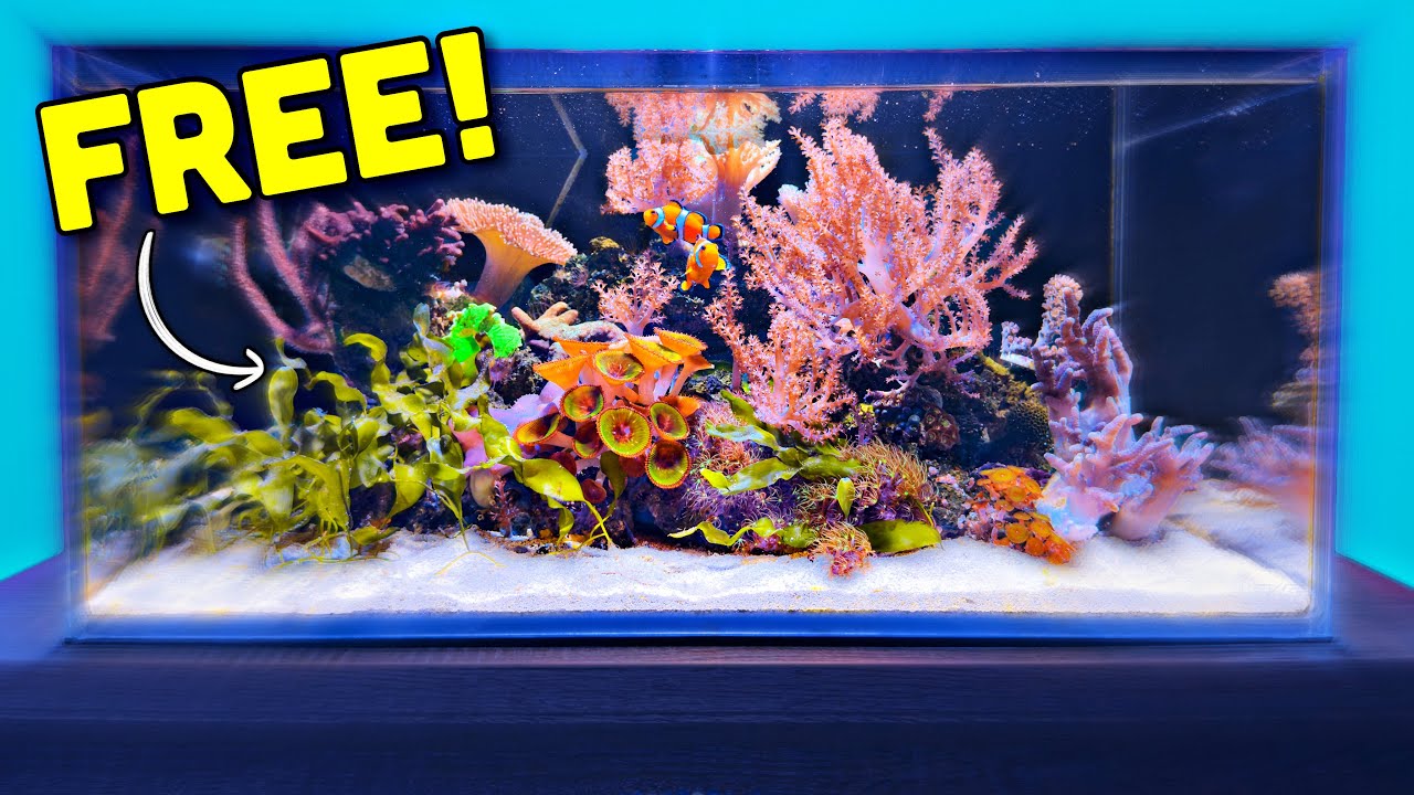 Новые кораллы для САМОГО ПРОСТОГО обустройства рифового аквариума — обновление Fish Room, эпизод 3