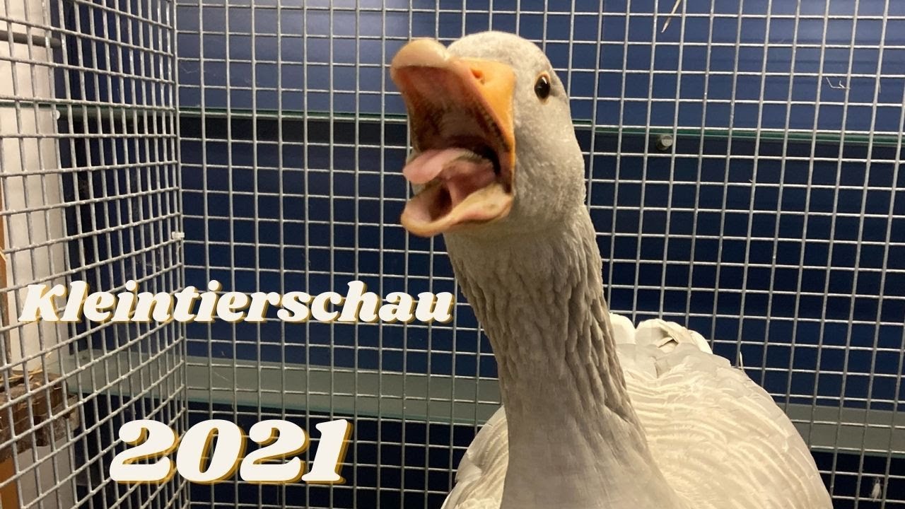#08 Kleintier Ausstellung / Schau 2021 KTZV Blumenthal Rassegeflügel