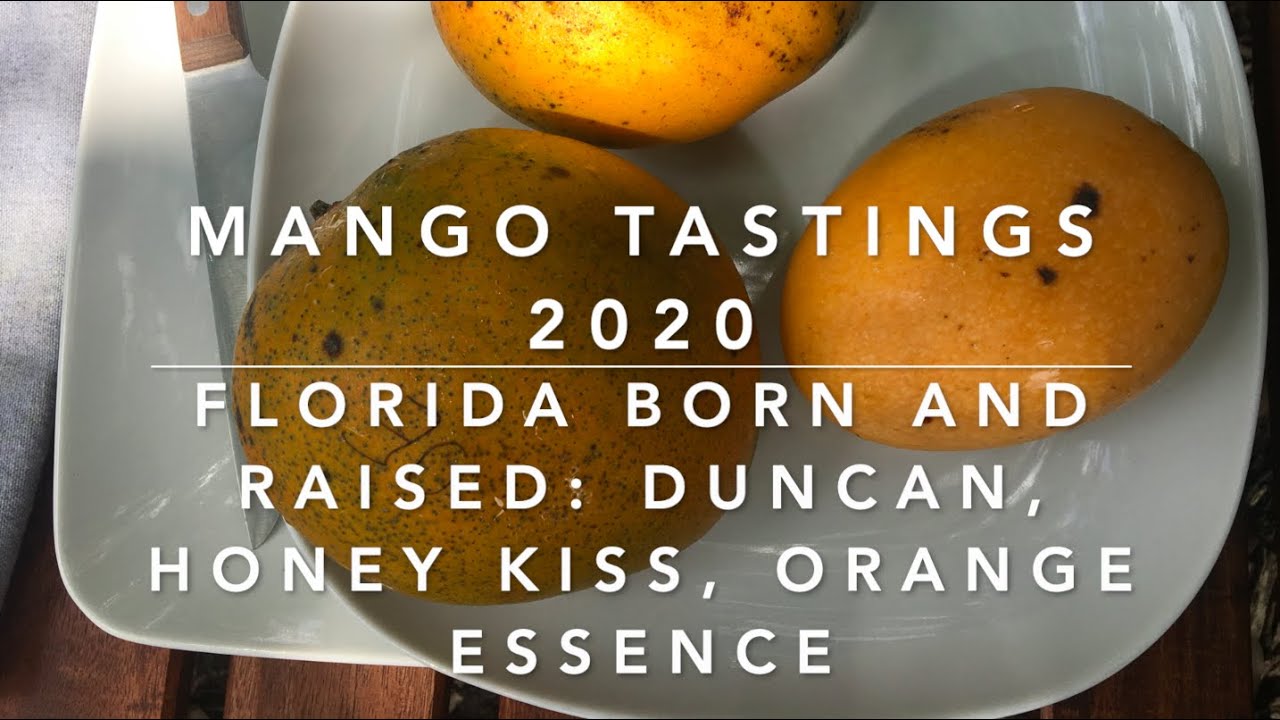 FLORIDA MANGO TASTINGS 2020:  Duncan, Honey Kiss, Orange Essence