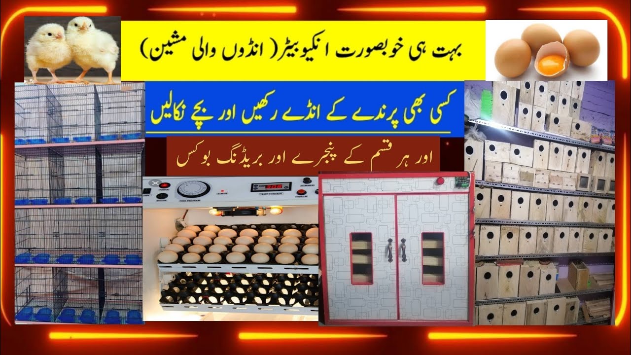 Incubator, Cage, Boxes... Kasi Road Quetta