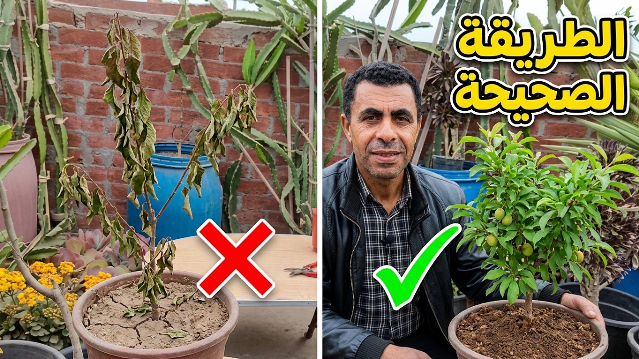 زراعة شجرة البرقوق  Plum tree cultivation