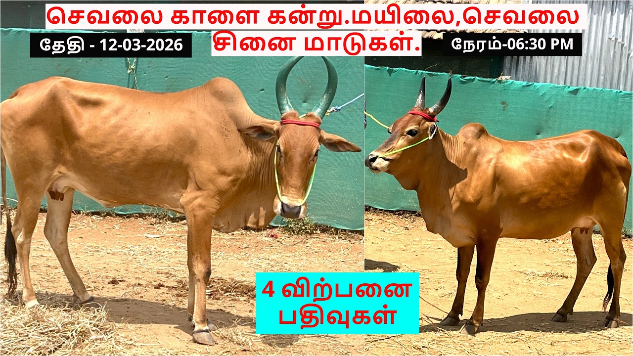 4-விற்பனை பதிவுகள்.செவலை காளை கன்று.மயிலை,செவலை சினை மாடுகள்.