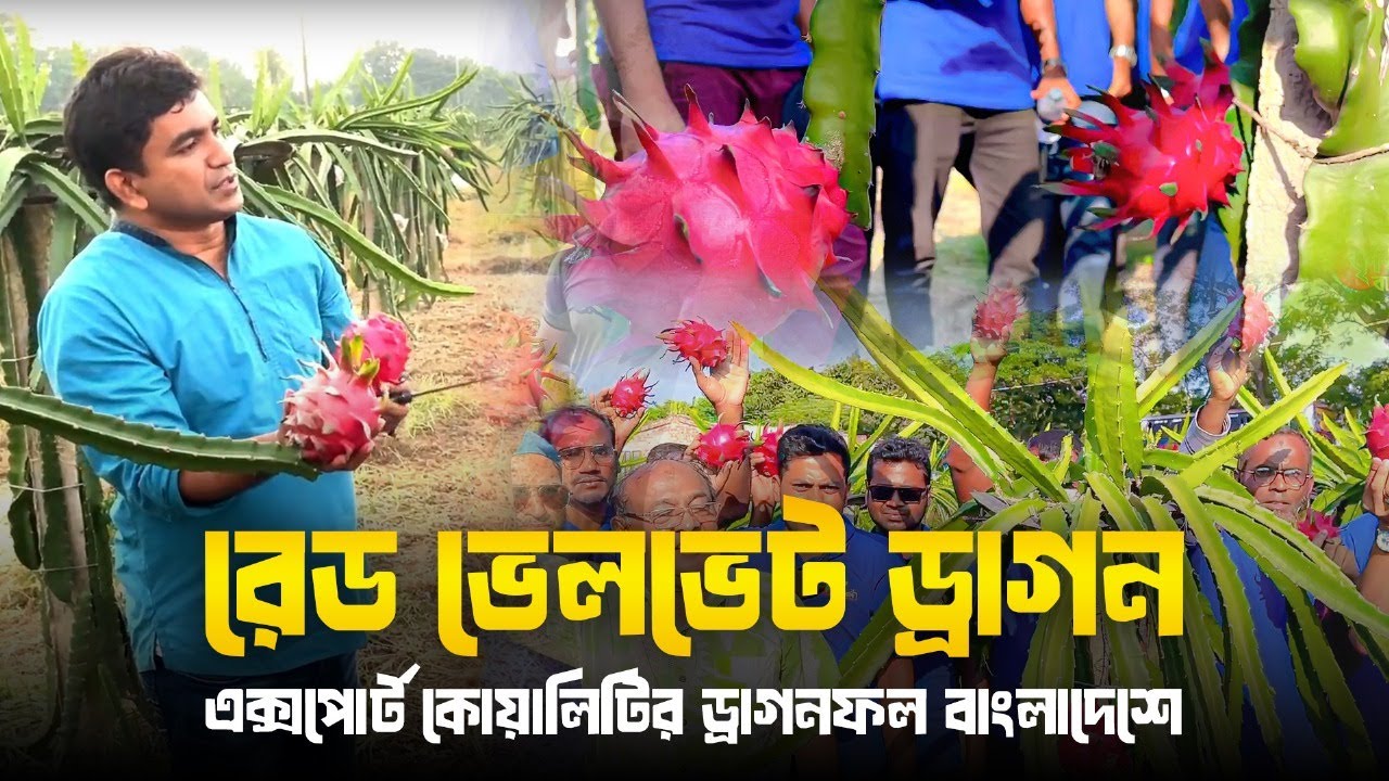 রেড ভেলভেট ড্রাগন( red velvet dragon)- এক্সপোর্ট কোয়ালিটির ড্রাগনফল বাংলাদেশে