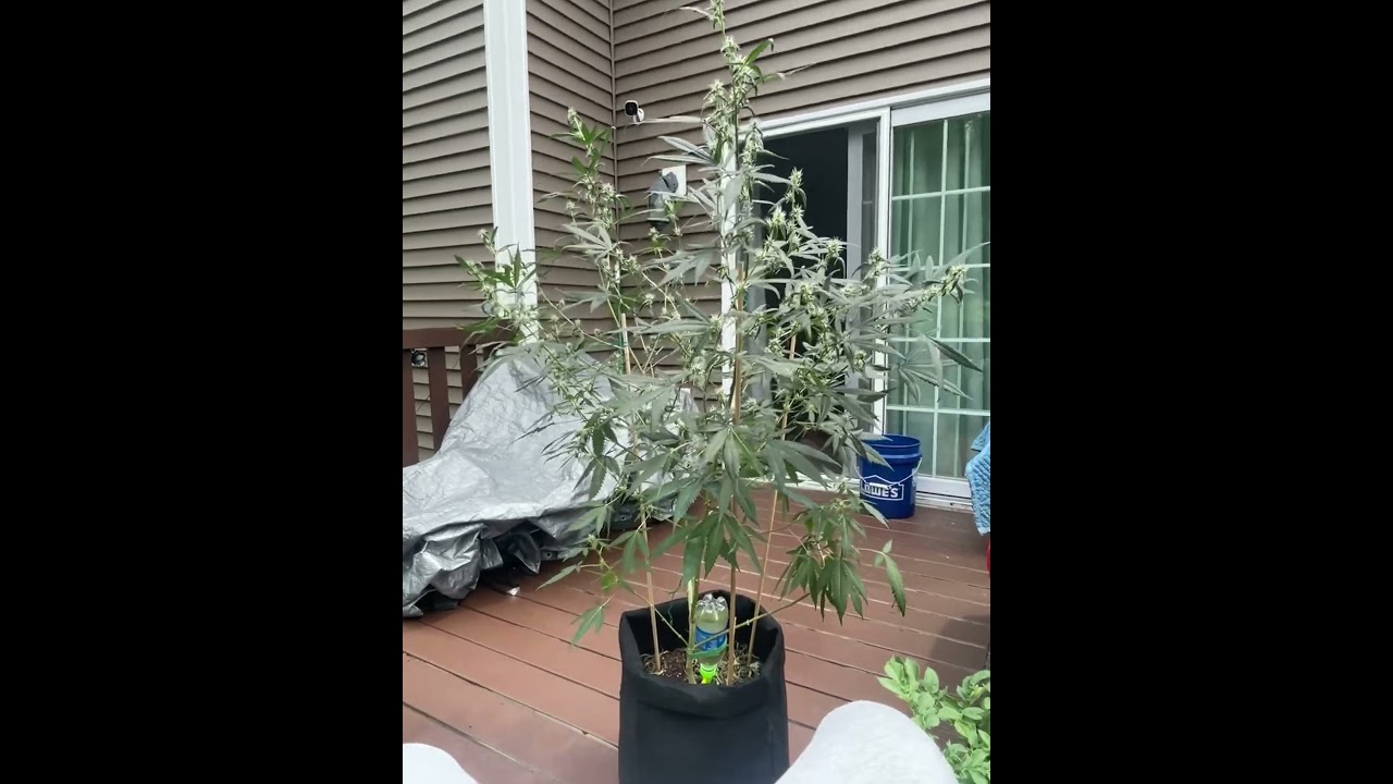 😳 5Ft  #flower #grow she&rsquo;s growing beautifully