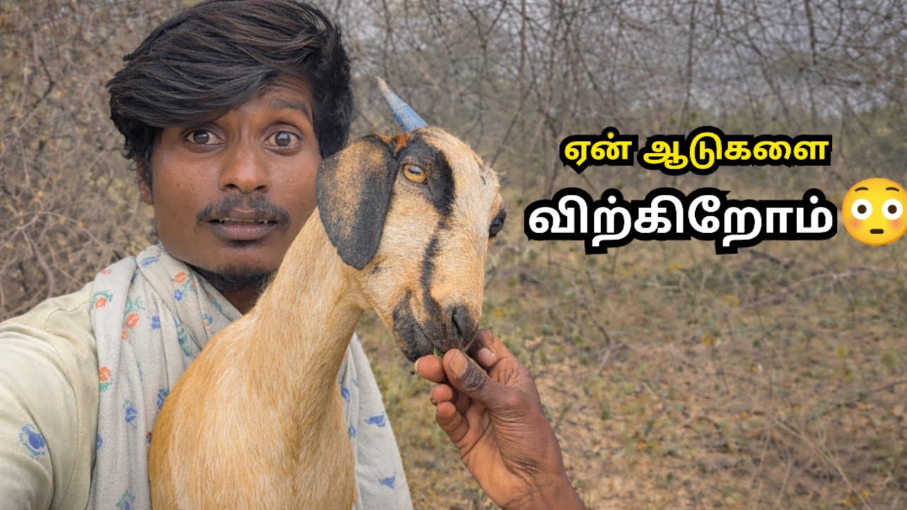 ஏன் நம்ம ஆடுகளை விற்கிறோம்? காரணம் கேட்டு Shock ஆகாதீங்க… 😳🐐🔥