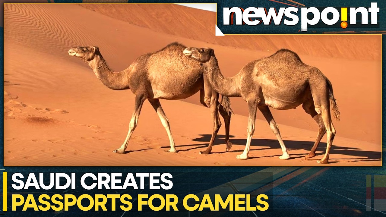 Saudi Arabia Launches Passports for Millions of Camels: Explained | WION