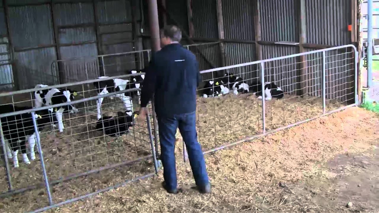 Caring for Bobby Calves