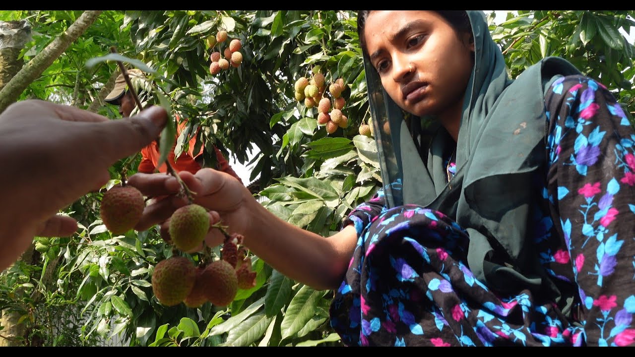স্বার্থপর পাখি ভালোবাসার প্রতিদান এইভাবে দিল | Doyel Agro