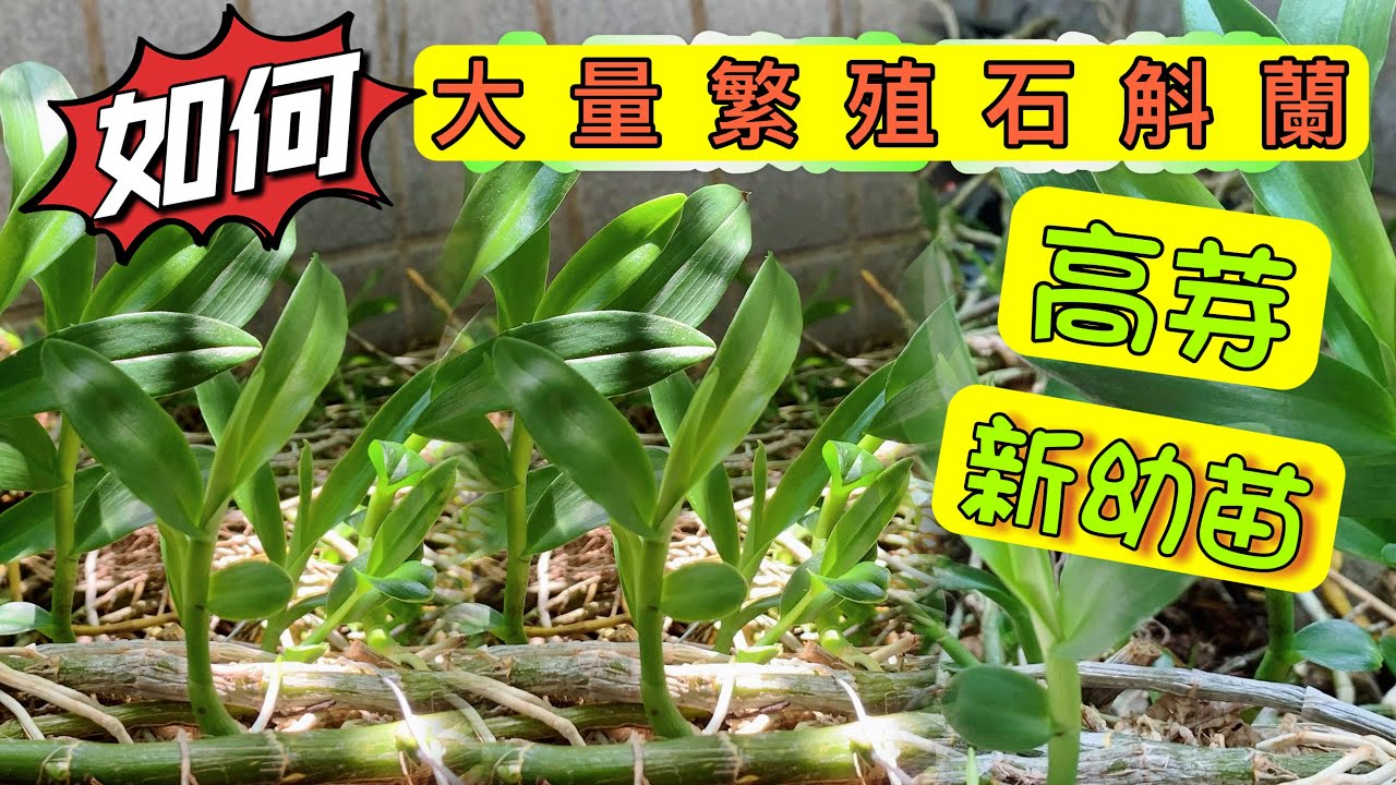 ＃石斛蘭—花條育苗 超簡單肯定學會【＃大量繁殖石斛蘭】新芽幼苗＃栽培蘭花海｜大量種植石斛蘭