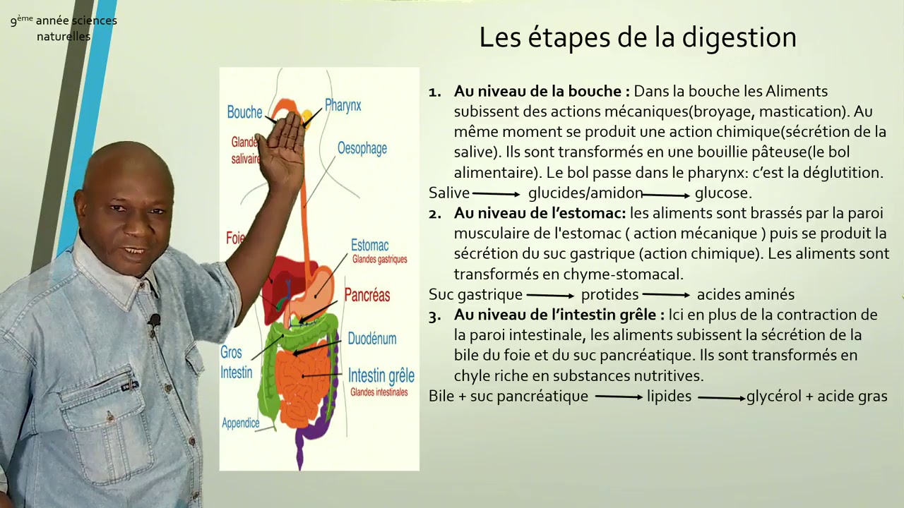 La digestion