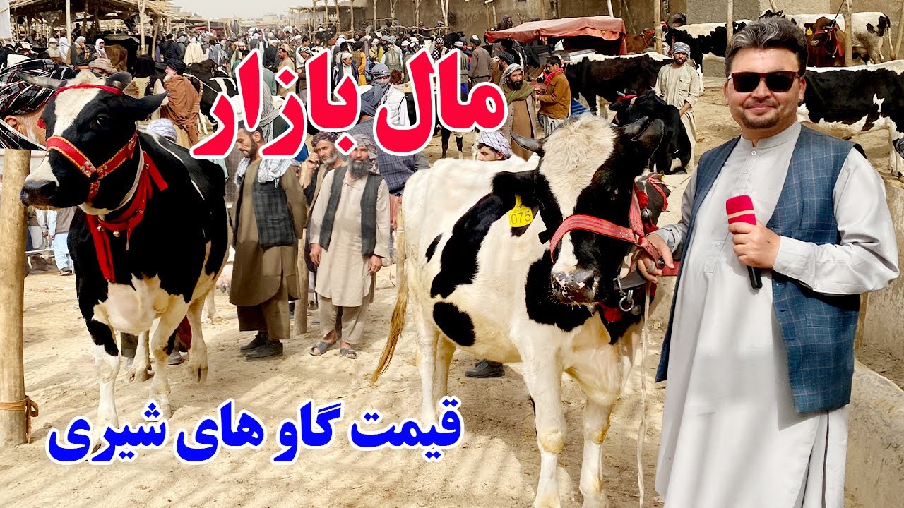 گزارش افغان تاپ: قیمت گاو های شیری، زراعتی،گوساله وطنی، تاجکی، نسل روسی، ایرانی، Afghan top