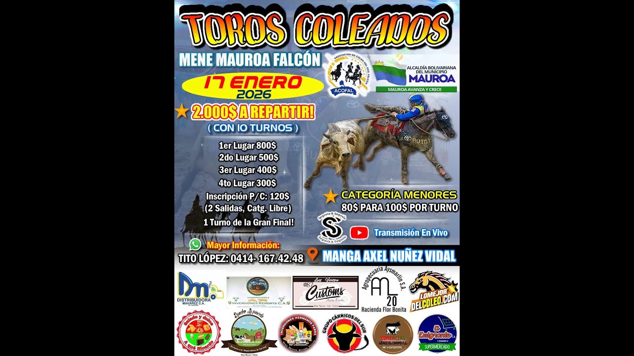 TOROS COLEADOS EN MENE MAUROA