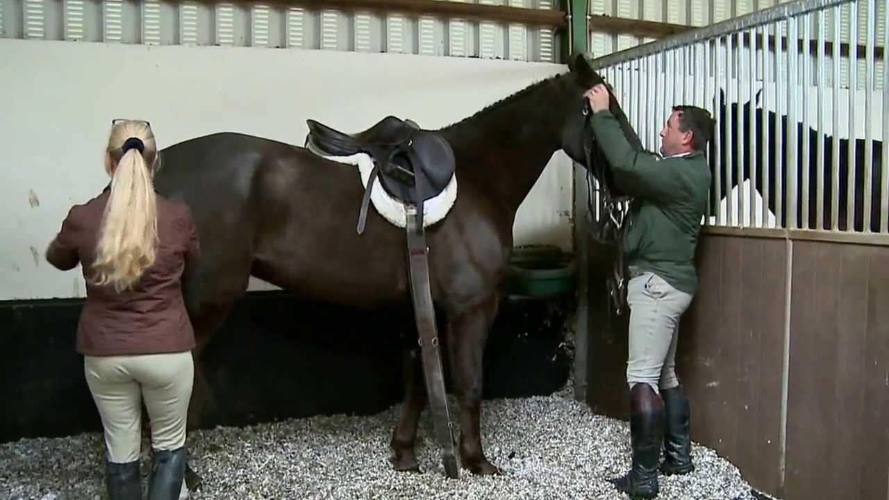 David McCarthy; Producer of Hunt and Sport Horses, Ireland - Horse: Mac C