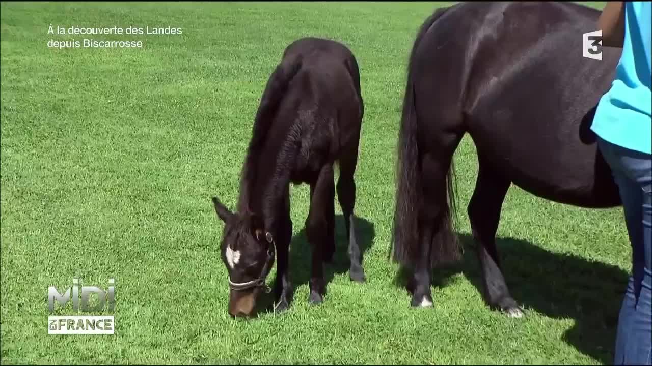 Le poney Landais, un petit cheval tout terrain