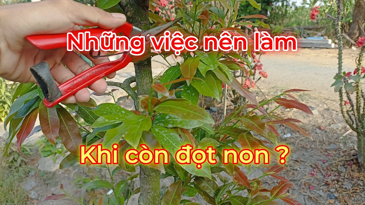 Muốn cây Mai (khỏe-mạnh-mập) cần làm những việc này khi còn cơi đọt non. Chăm sóc Mai nhà