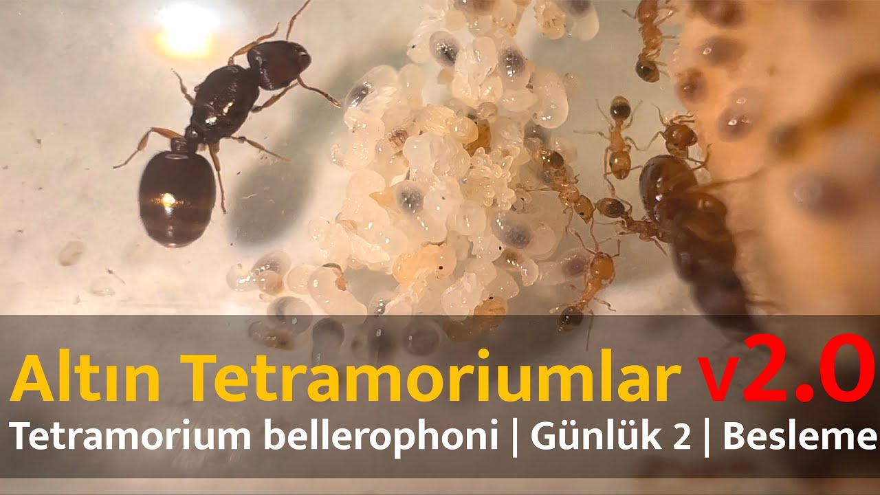 Altın Tetramoriumlar V2.0 | Tetramorium bellerophoni | Günlük 2 | Besleme