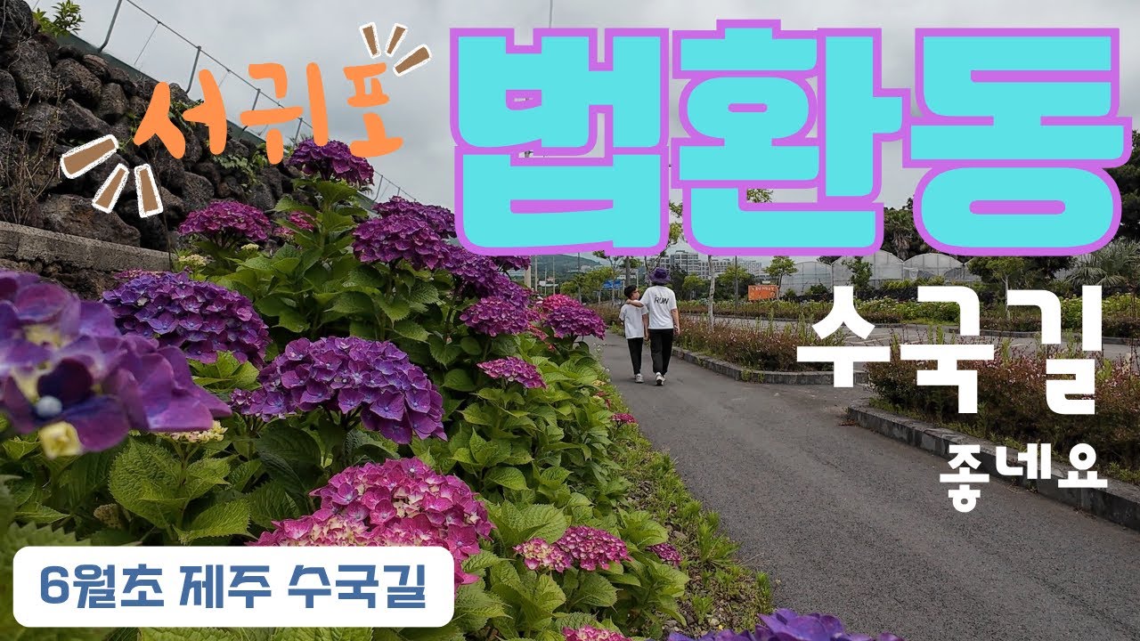 서귀포 법환동 수국길. 걷기엔 약간 길지만 아름답고 탐스러운 수국이 활짝 피어있어 힘든줄 모르겠어요.#쥴이랑구석구석