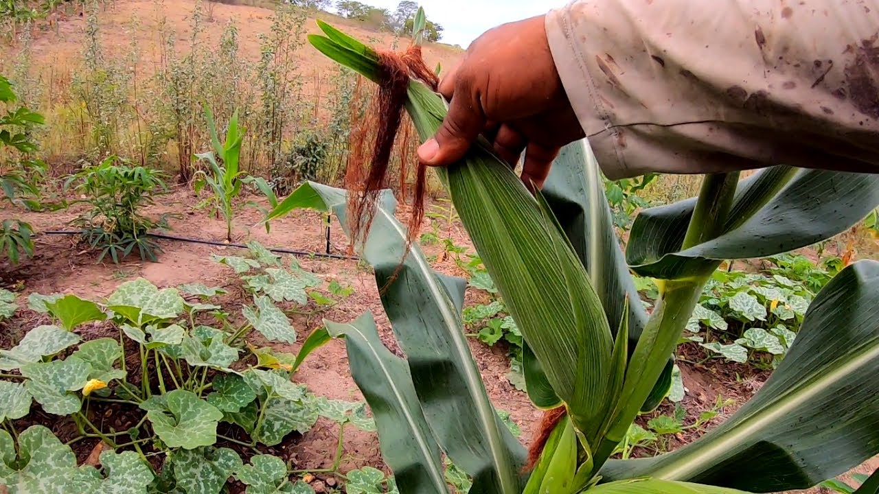 CONSÓRCIO MILHO, ABÓBORA E AIPIM | Nossa roça já produzindo comida