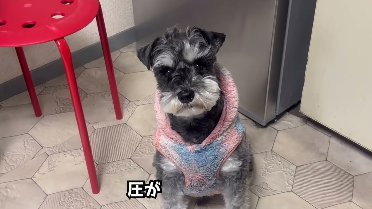 氷河期さんとシュナウザー